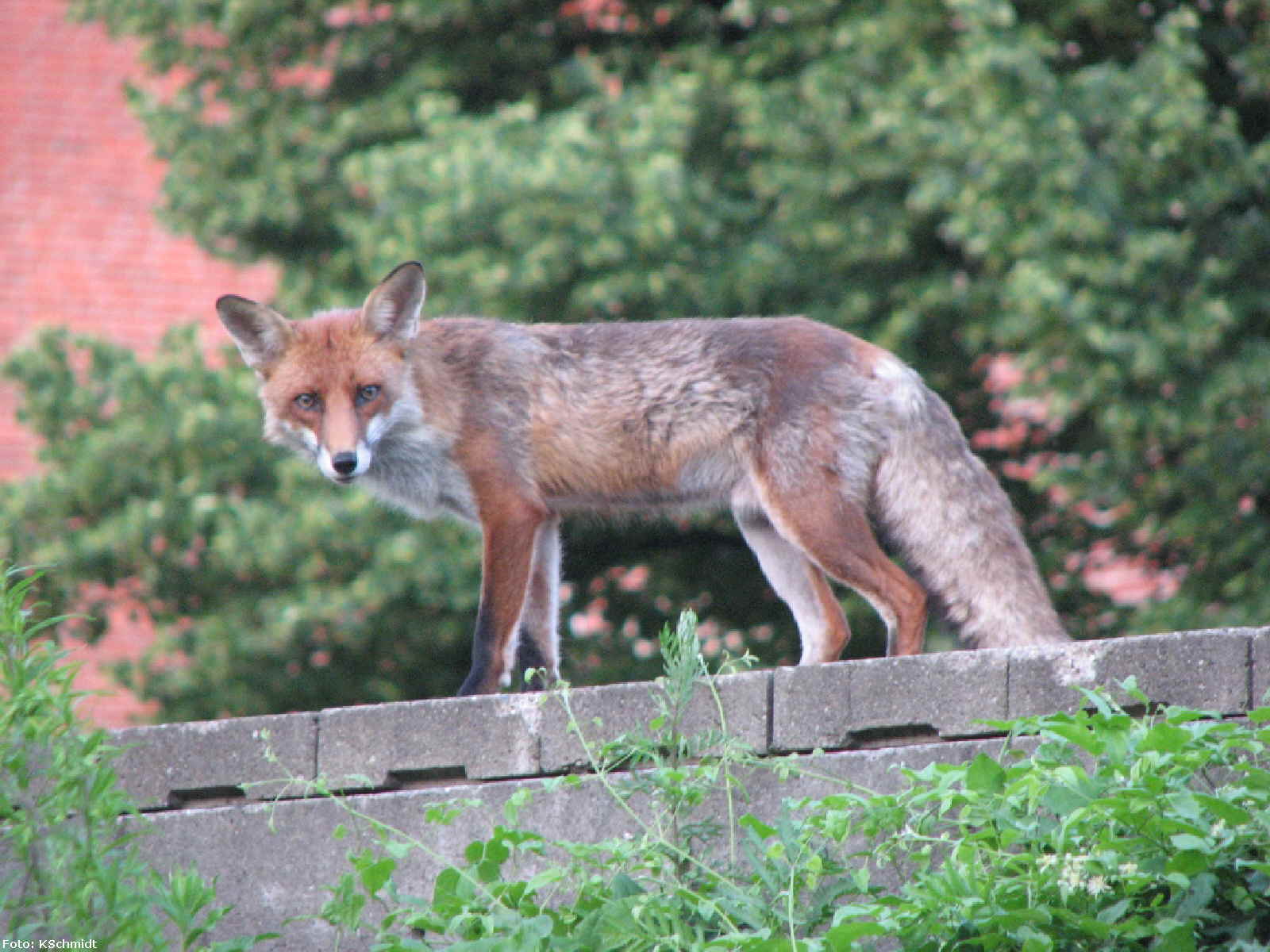 070616 Ein Stadtfuchs in Steglitz an der S1