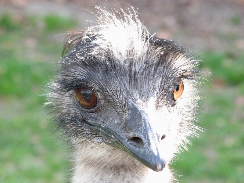 Emu